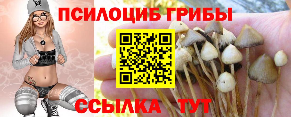 Камышлов  Псилоцибиновые грибы ЛСД  как найти закладки  Вход с VPN  Галлюциногенные грибы Psilocybe 